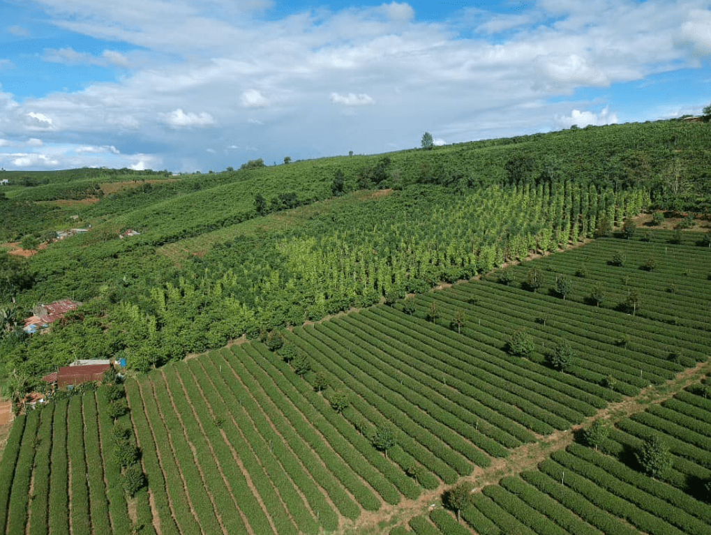 Đất Bảo Lộc chủ yếu là đất nông nghiệp